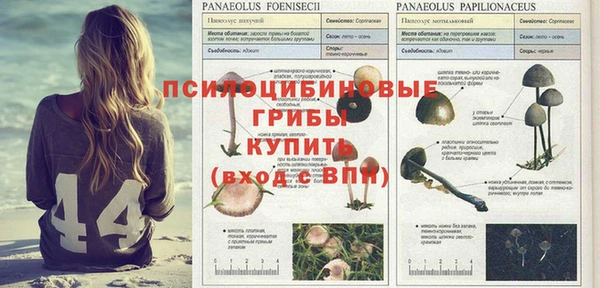 прущие крисы Алзамай